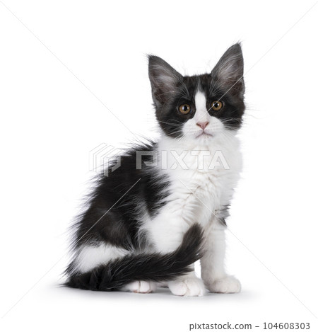 Maine Coon cat kitten on white background Maine Coon cat kitten on white background 104608303