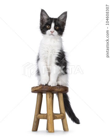 Maine Coon cat kitten on white background Maine Coon cat kitten on white background 104608307
