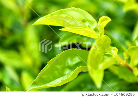 green leaves with drops green leaves with drops 104609296