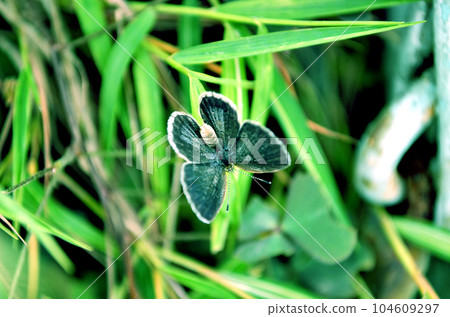 butterfly on a green leaf butterfly on a green leaf 104609297