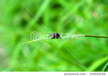 dragonfly on a green leaf 104609298