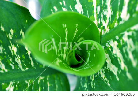 close up of a green leaf 104609299