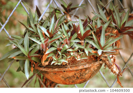 aloe vera plant in a pot aloe vera plant in a pot 104609300