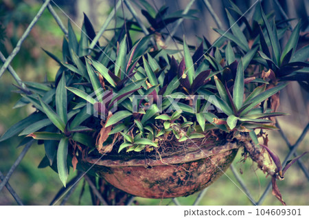 aloe Vera plant in a pot 104609301