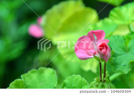 pink and white tulips 104609304