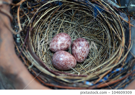 egg on nest egg on nest 104609309