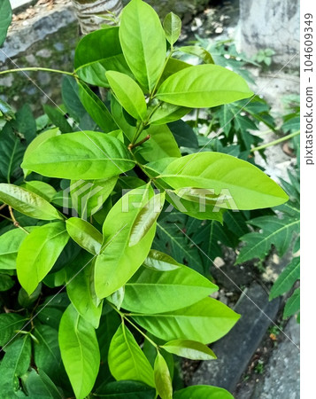 Close up of indonesian bay leaf plant Close up of indonesian bay leaf plant 104609349
