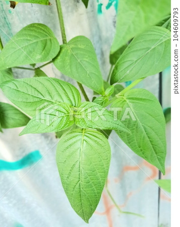 Close up of chinese violet plant  104609793