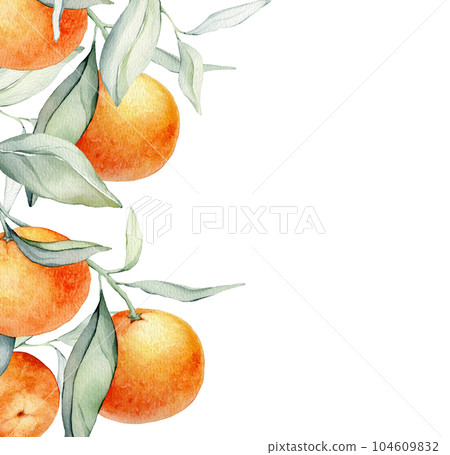 Frame with Orange Fruits. Hand drawn watercolor illustration of square Frame with citrus food and green leaves on white isolated background. Border with tropical mandarins for labels or sticker. 104609832