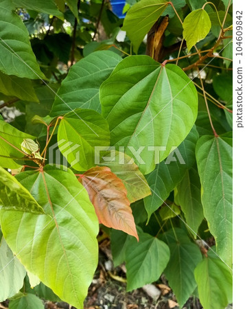 Close up of lipstick tree plant  104609842