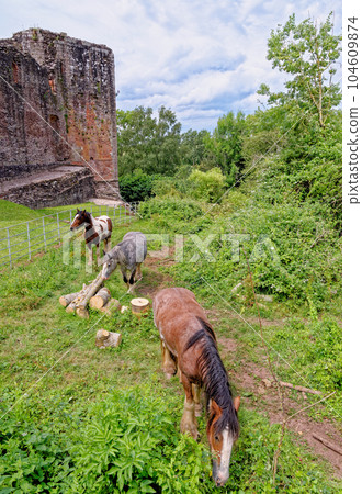 Horse graze near the Raglan Castle, Monmouthshire, South Wales 104609874
