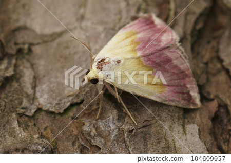 Closeup on a colorful pink colored beautiful marbled moth, Eublemma purpurina sitting on wood Closeup on a colorful pink colored beautiful marbled moth, Eublemma purpurina sitting on wood 104609957