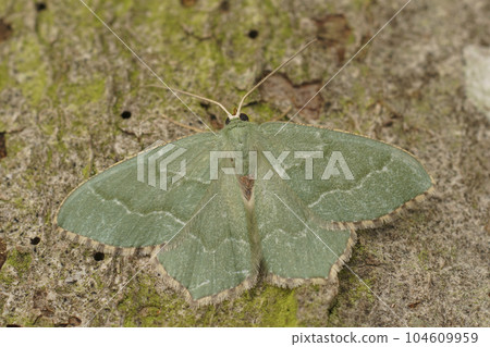 Closeup on the green Common Emerald geometer moth Hemithea aestivaria with spread wings Closeup on the green Common Emerald geometer moth Hemithea aestivaria with spread wings 104609959