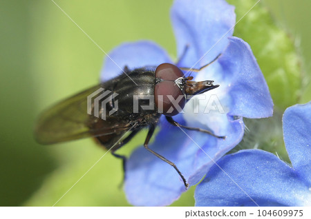 Closeup of a common snoutfly,Rhingia campestris, on a blue flower of Pentaglottis sempervirens Closeup of a common snoutfly,Rhingia campestris, on a blue flower of Pentaglottis sempervirens 104609975