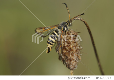 Closeup on the six-belted clearwing moth, Bembecia ichneumoniformis Closeup on the six-belted clearwing moth, Bembecia ichneumoniformis 104609977