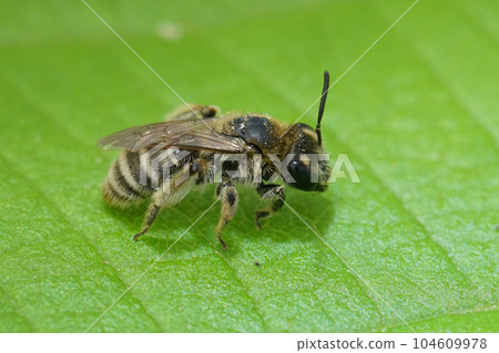 Closeup on a small female mining bee, Andrena farinosa sitting on a green leaf 104609978