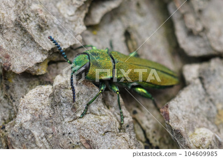 Closeup on the colorful green metallic jewel boring beetle, Anthaxia hungarica sitting on wood Closeup on the colorful green metallic jewel boring beetle, Anthaxia hungarica sitting on wood 104609985