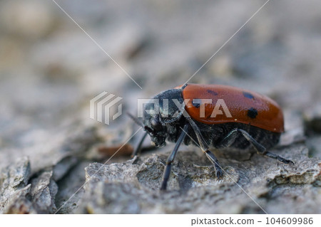 Closeup on the colorful red chrysomelid beetle , Lachnaia tristigma, from the Gard, France Closeup on the colorful red chrysomelid beetle , Lachnaia tristigma, from the Gard, France 104609986