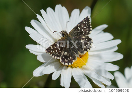 Closeup on the grizzled skipper, Pyrgus malvae sitting on a Ox-eye daisy flower 104609998