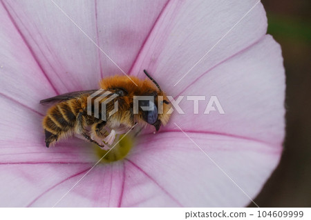 Closeup on a colorful blue-eyed small male Hoplitis perezi solitary bee in a pink Cantabrican morning glory flower 104609999