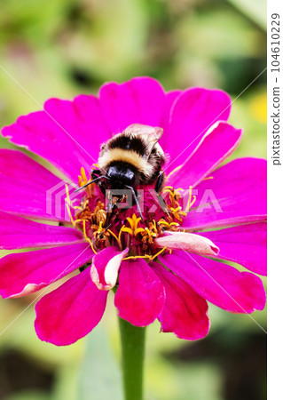 Bumblebee on a purple flower, macro photo 104610229