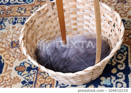 Grey fluffy kitten in a basket closeup Grey fluffy kitten in a basket closeup 104610250
