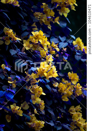 blue and yellow flowers blue and yellow flowers 104610471