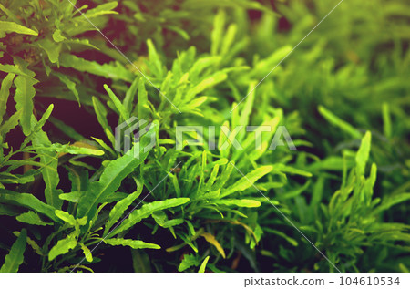close up of green grass close up of green grass 104610534