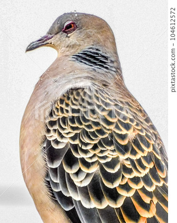 野鳥斑鳩的凝視 野鳥斑鳩的凝視 104612572