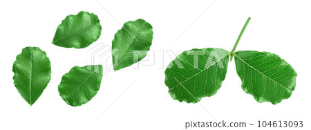 Fresh carob leaves isolated on white background. Top view. Flat lay 104613093