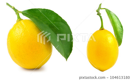 Lemon with leaf isolated on white background Lemon with leaf isolated on white background 104613180