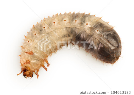 Larva of a may beetle isolated on a white background. Larva of cockchafer Larva of a may beetle isolated on a white background. Larva of cockchafer 104613183