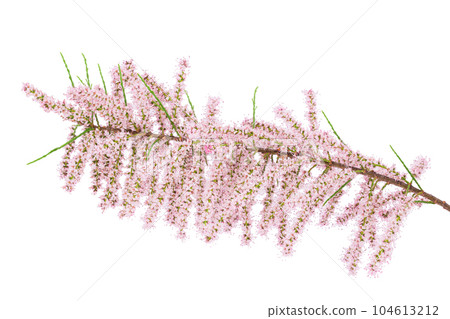 branch of tamarix isolated on white background with full depth of field 104613212