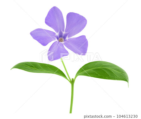 wild periwinkle flowers isolated on white background 104613230