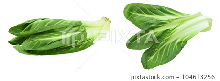 Organic fresh chard plant isolated on white background with full depth of field 104613256