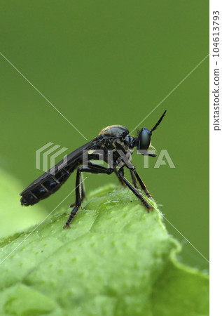 Vertical closeup on a violet black-legged robber fly, Dioctria atricapilla sitting on a green leaf 104613793