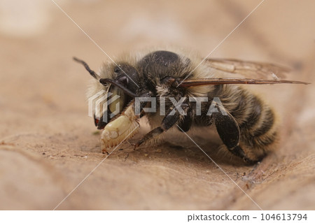 Closeup on a male Coast leafcutter solitary mason bee , Megachile maritima with it's typical thick hind tibia Closeup on a male Coast leafcutter solitary mason bee , Megachile maritima with it's typical thick hind tibia 104613794