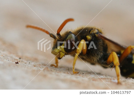 Closeup on a large yellow Nomad solitary cuckoo bee, Nomada sexfasciata with it's bicolored eye 104613797