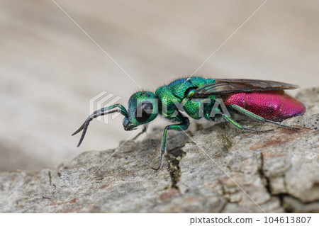 Colorful detailed closeup on a large juwel wasp, Chrysura refulgens, a parasite on solitary bees Colorful detailed closeup on a large juwel wasp, Chrysura refulgens, a parasite on solitary bees 104613807