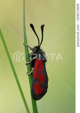 Closeup on the colorful diurnal Slender Scotch Burnet moth, Zygaena loti on a straw of grass 104613809