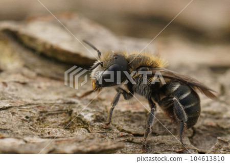 Detailed closeup on a small male Osmia melanogaster mason bee from the Mediterranean Detailed closeup on a small male Osmia melanogaster mason bee from the Mediterranean 104613810