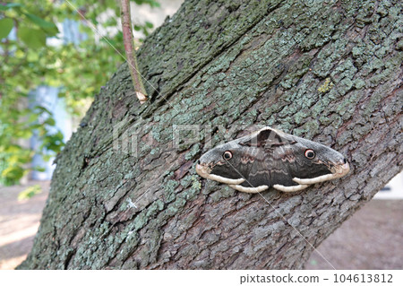Closeup on the Giant or Great Peacock Emperor moth, Saturnia pyri sitting on a tree trunk by day Closeup on the Giant or Great Peacock Emperor moth, Saturnia pyri sitting on a tree trunk by day 104613812