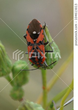 Vertical closeup on the colorful red Lygaedae seed bug, Spilostethus pandurus Vertical closeup on the colorful red Lygaedae seed bug, Spilostethus pandurus 104613813