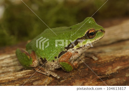 Closeup on a green North-American Pacific treefrog ,Pseudacris regilla sitting on moss 104613817