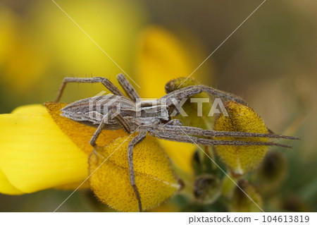 Closeup on a Nursery web spider, Pisaura mirabilis on top of a yellow Common gorse flower Closeup on a Nursery web spider, Pisaura mirabilis on top of a yellow Common gorse flower 104613819