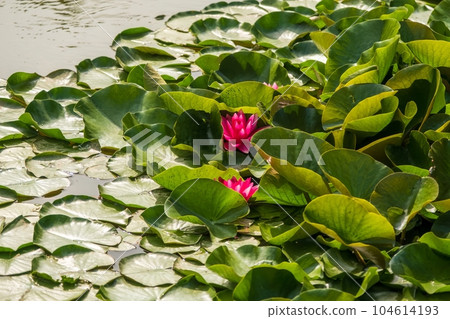 Beautiful spring red water lily flower with green leaf view in the lake. 104614193