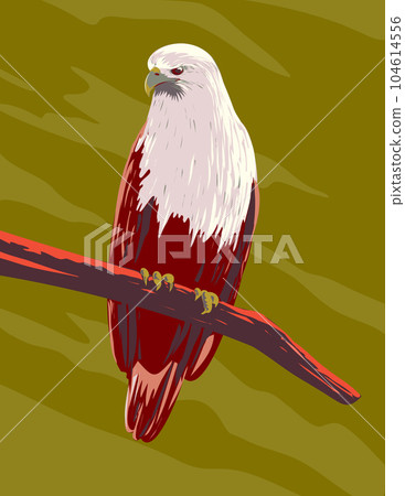 Brahminy Kite Haliastur Indus or Red-Backed Sea-Eagle Perching on Branch Front View WPA Art Brahminy Kite Haliastur Indus or Red-Backed Sea-Eagle Perching on Branch Front View WPA Art 104614556