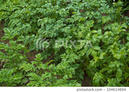 Potato bushes close-up. Background of potato bushes. Potato bushes close-up. Background of potato bushes. 104614604