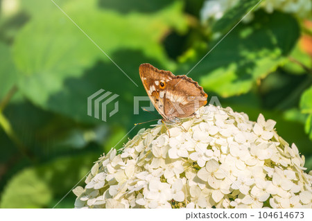 Butterfly apatura iris, the purple emperor, sits on white flower Butterfly apatura iris, the purple emperor, sits on white flower 104614673