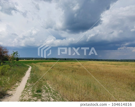 Panorama of a field with sprouted agricultural crops 104614816